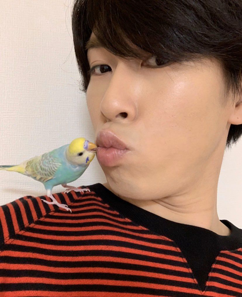 スノーマン(snowman)宮舘涼太はレインボーローズくんという鳥を飼っている？種類やエピソードを調査！